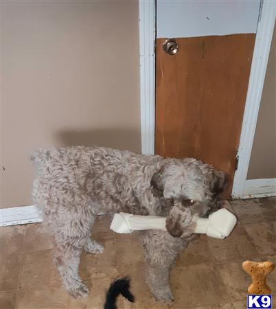Aussiedoodle stud dog